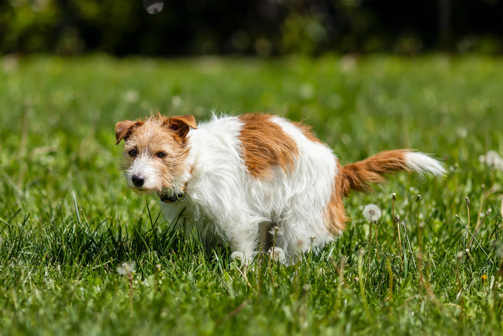 Can Pumpkin Help My Dog With Diarrhea?